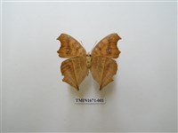 藏品(眼蛺蝶)的圖片